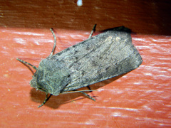 Euxoa comosa