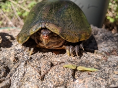 Kinosternon chimalhuaca