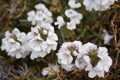 Euphrasia gibbsiae