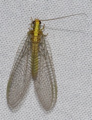 Calochrysa extranea