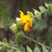 Spiny Bush-Pea - Photo (c) lca_inc, some rights reserved (CC BY-NC), uploaded by lca_inc