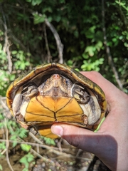 Kinosternon chimalhuaca