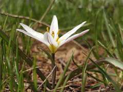 Edible Amana (Amana edulis)