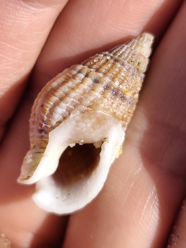 Tritia reticulata