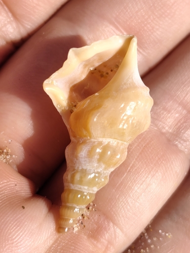 Aporrhais pespelecani