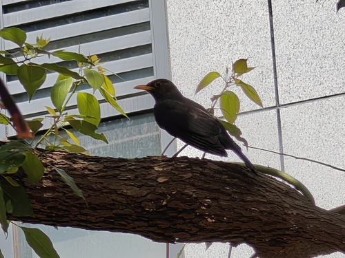 Chinese Blackbird (Turdus mandarinus)