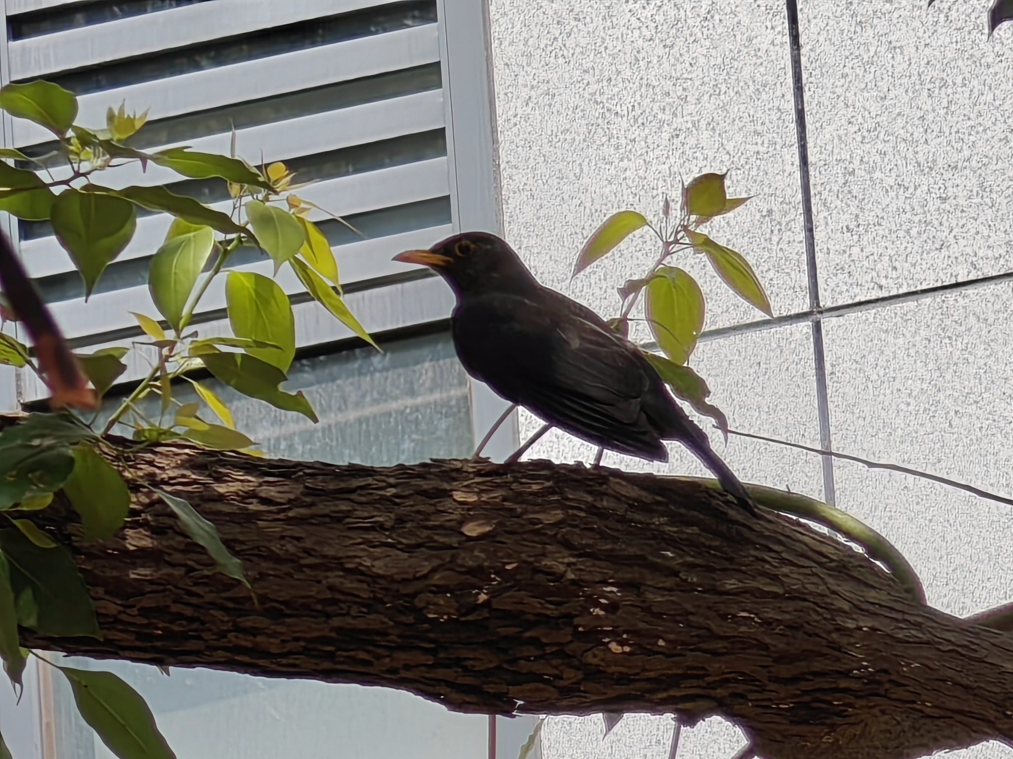 Chinese Blackbird illustration
