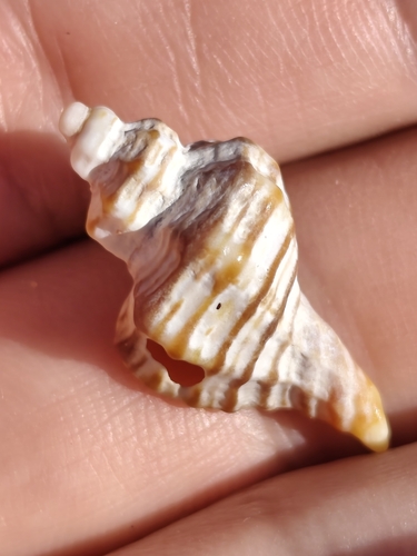 Ocenebra erinaceus