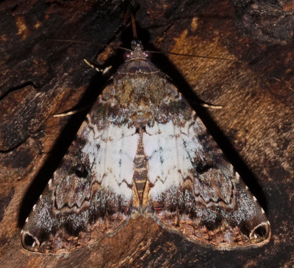 Coenipeta bibitrix