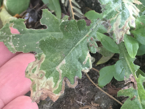 Chrysanthemum Leafminer photo 4