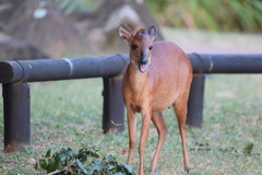 Cephalophorus natalensis