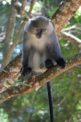 Cercopithecus mitis erythrarchus