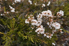 Epacris serpyllifolia