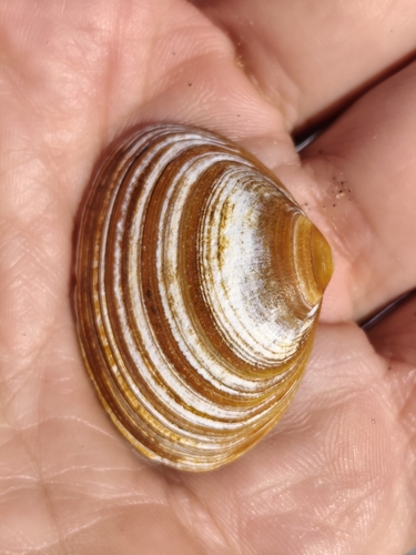 Spisula solida