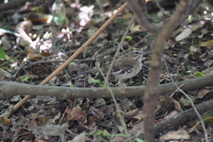 Cercotrichas signata