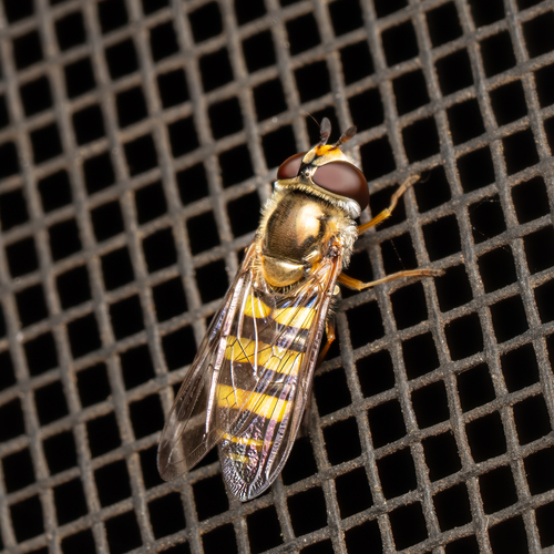Unknown species found near 205 Three Oaks Dr, Athens, GA 30607, USA