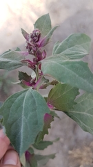 Amaranthaceae