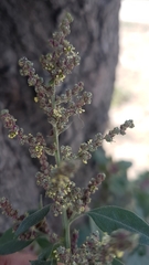 Amaranthaceae