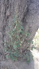 Amaranthaceae