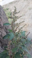 Amaranthaceae
