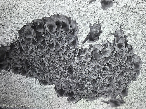 Australian Long-fingered Bat