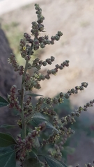 Amaranthaceae