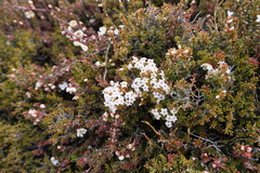 Epacris serpyllifolia