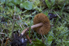Inocybe cinnamomea