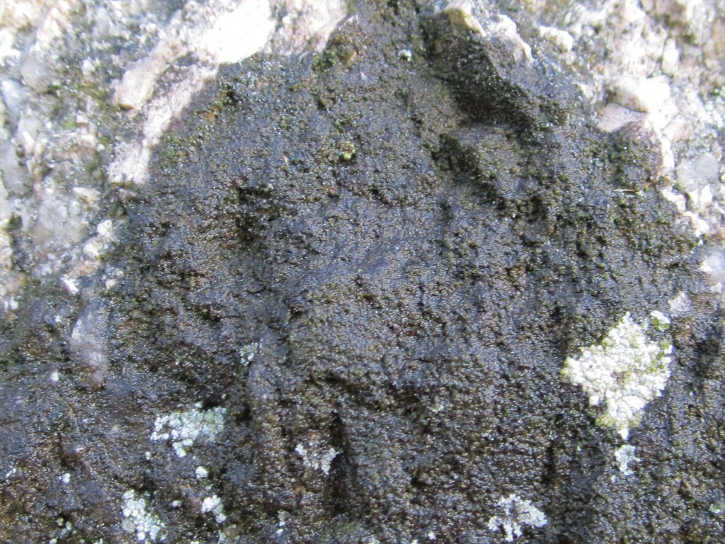 Lichenotheliales