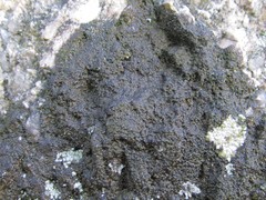 Lichenothelia
