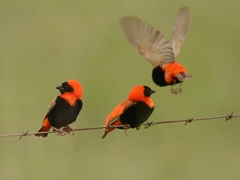 Southern Red Bishop photo 5