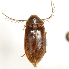 Lachnodactyla texana