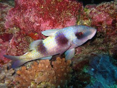 Parupeneus crassilabris