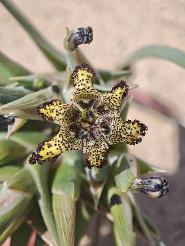 Ferraria schaeferi