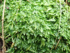 Plagiothecium denticulatum