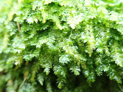 Plagiothecium denticulatum