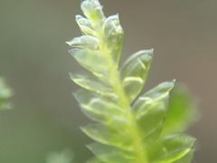 Plagiothecium denticulatum