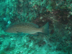 Mycteroperca rosacea