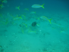 Mulloidichthys dentatus