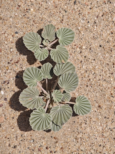 Monsonia ignorata