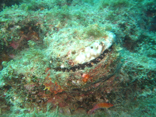 Donkey Thorny Oyster
