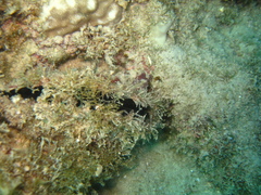 Pinctada mazatlanica