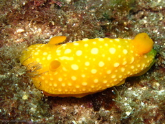 Doris chrysoderma