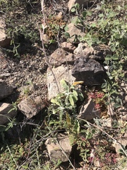 Froelichia xantusii