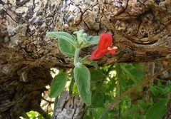 Dicliptera squarrosa