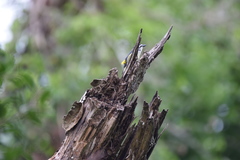 Pogoniulus bilineatus