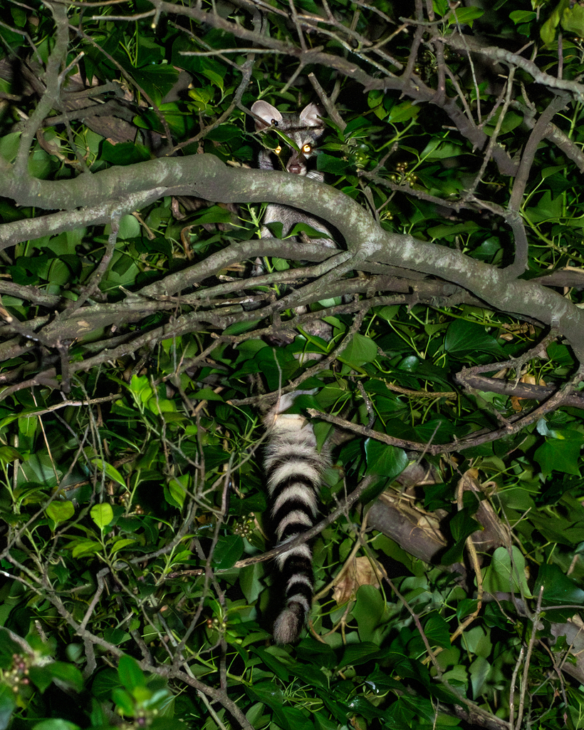 Small-spotted Genet