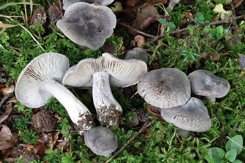 Tricholoma orirubens — (c) Daniel Ghyselinck, some rights reserved (CC BY)
