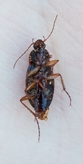 Calathus opaculus