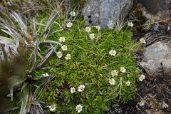 Brachyscome tenuiscapa